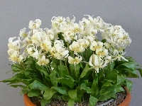 Erythronium 'White Beauty'